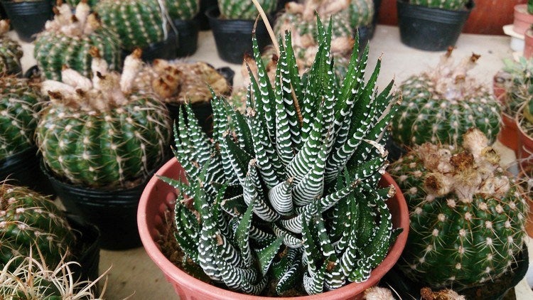 Haworthia attenuata | kaktus hias lucu